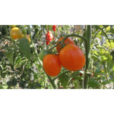 Tomato seeds Dwarf Chocolate Lightning 10 seeds