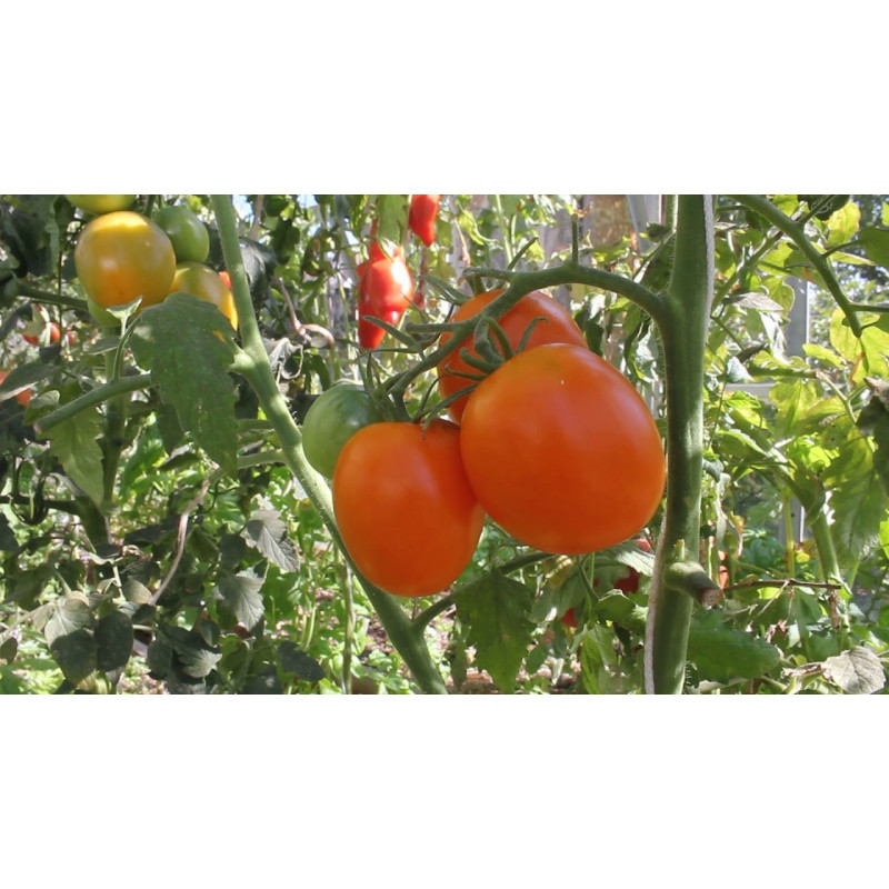Tomato seeds Dwarf Chocolate Lightning 10 seeds