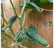 Cucumber seeds