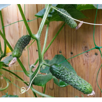 Cucumber seeds