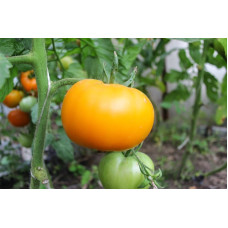 Tomato seeds Khurma 15 seeds