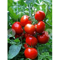 Seeds of large-fruited salad tomato Agronavt 30 seeds