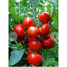 Seeds of large-fruited salad tomato Agronavt 30 seeds