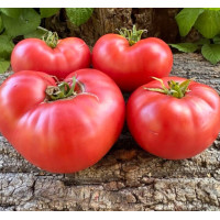 Seeds of large-fruited salad tomato Alice (Alice) 15 seeds