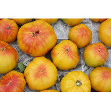 Large-fruited salad tomato seeds Willard Wynn 15 seeds