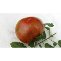 Large Fruited Salad Tomato Seeds Harvard Square 15 Seeds