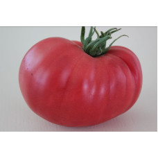 Seeds of large-fruited salad tomato 