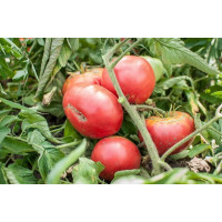 Large-fruited salad tomato seeds Giant early 30 seeds