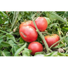 Large-fruited salad tomato seeds Giant early 30 seeds