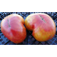 Dwarf Caitydid Tomato Seeds 10 seeds