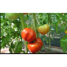 Large-fruited salad tomato seeds Chartres Castle 15 seeds