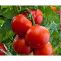 Large-fruited salad tomato seeds Stone flower 30 seeds