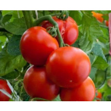 Large-fruited salad tomato seeds Stone flower 30 seeds