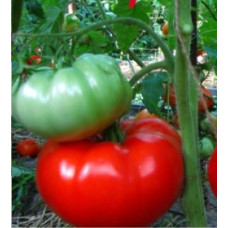 Large-fruited salad tomato seeds King 15 seeds