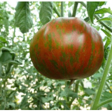 Large-fruited salad tomato seeds Summer of Love 15 seeds
