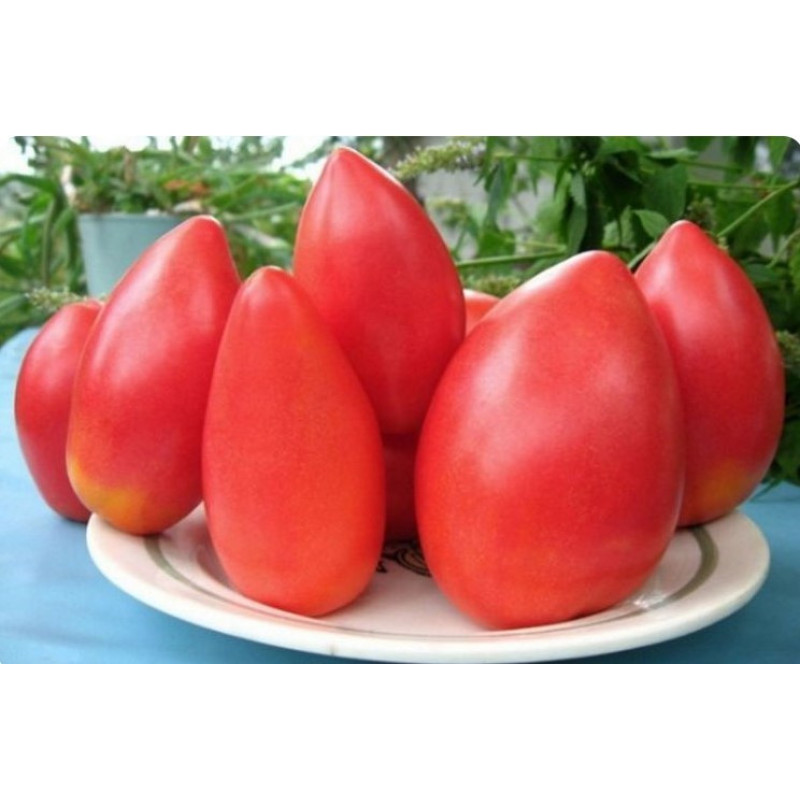 Tomato seeds "from Lazarev" Super model 15 seeds
