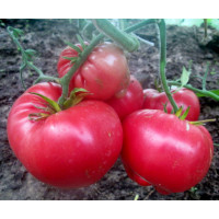 Large-fruited salad tomato seeds Marianna's World 15 seeds