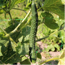 Cucumber seeds Chinese miracle 10 seeds