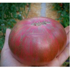 Large-fruited salad tomato seeds Dark Queen 15 seeds