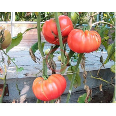 Large-fruited salad tomato seeds Whetstone Wonder 15 seeds
