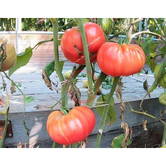 Large-fruited salad tomato seeds Whetstone Wonder 15 seeds