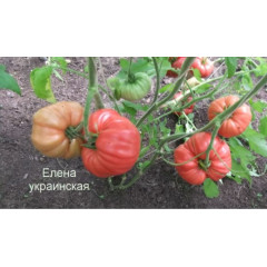 Seeds of large-fruited salad tomato Ukrainian Elena 30 seeds