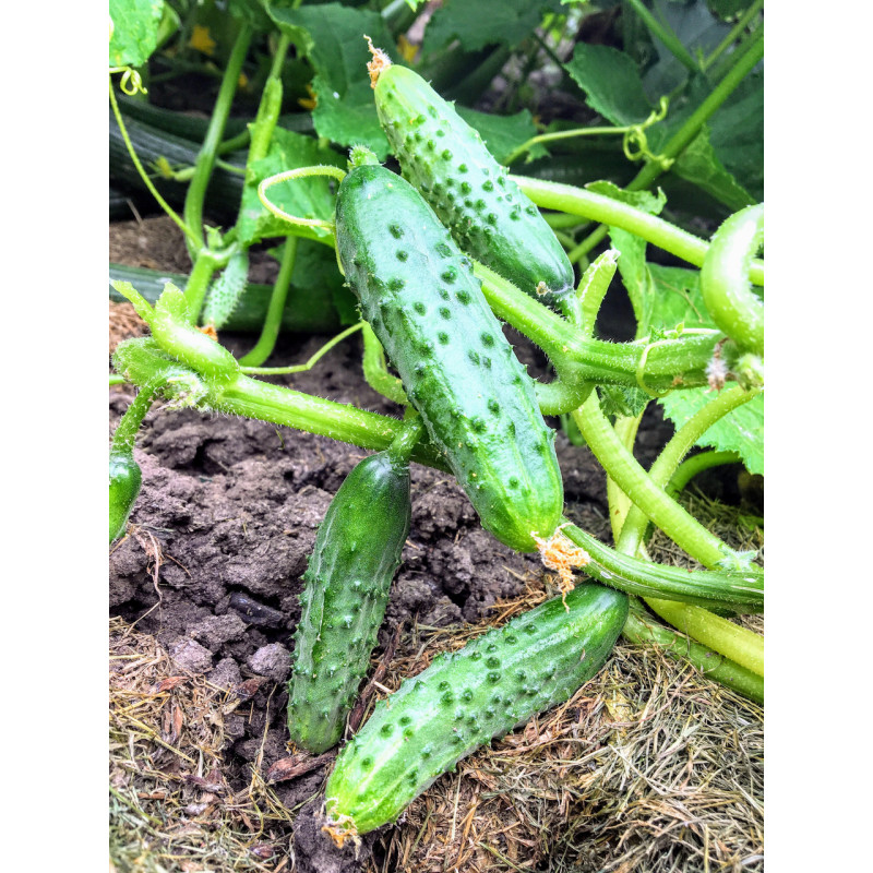 Set of tomatoes 
