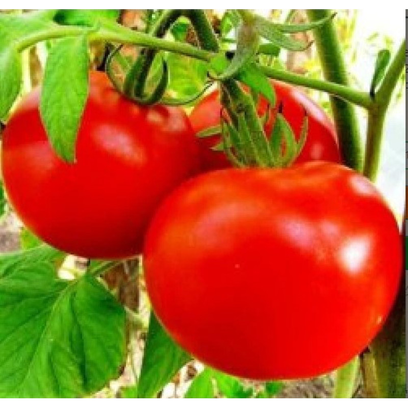 Tomato seeds Yesenia F1 10 seeds