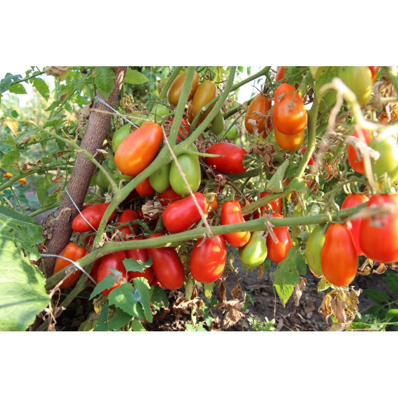 Tomato seeds Pickling delicacy 15 seeds
