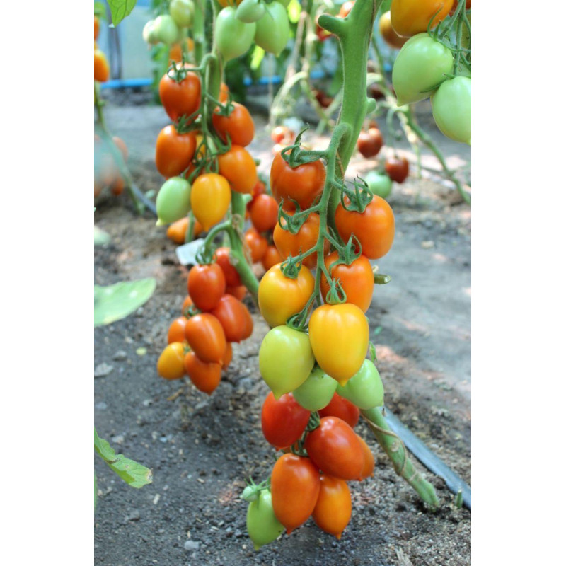 Tomato seeds Zeus F1 10 seeds