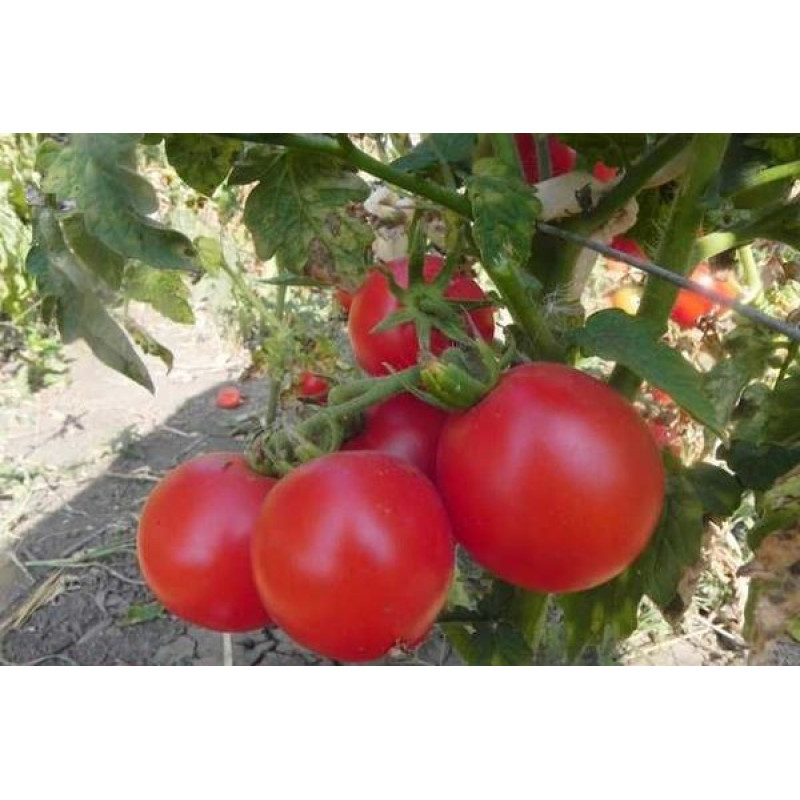 Tomato seeds Zinulya 30 seeds