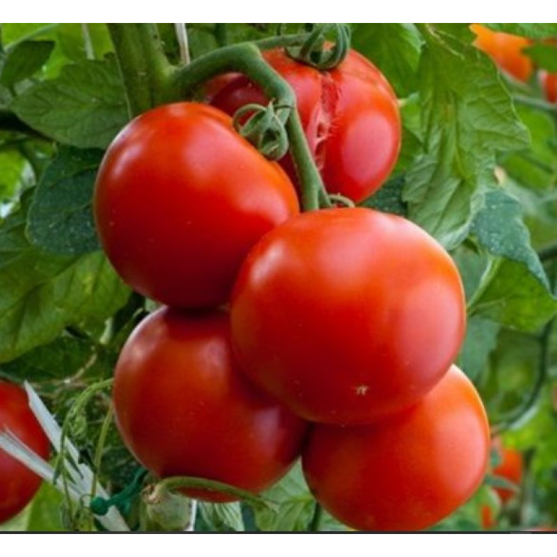 Tomato seeds Lyubasha F1 10 seeds