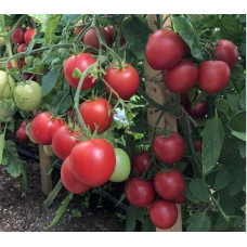 Tomato seeds Raspberry farmer F1 10 seeds