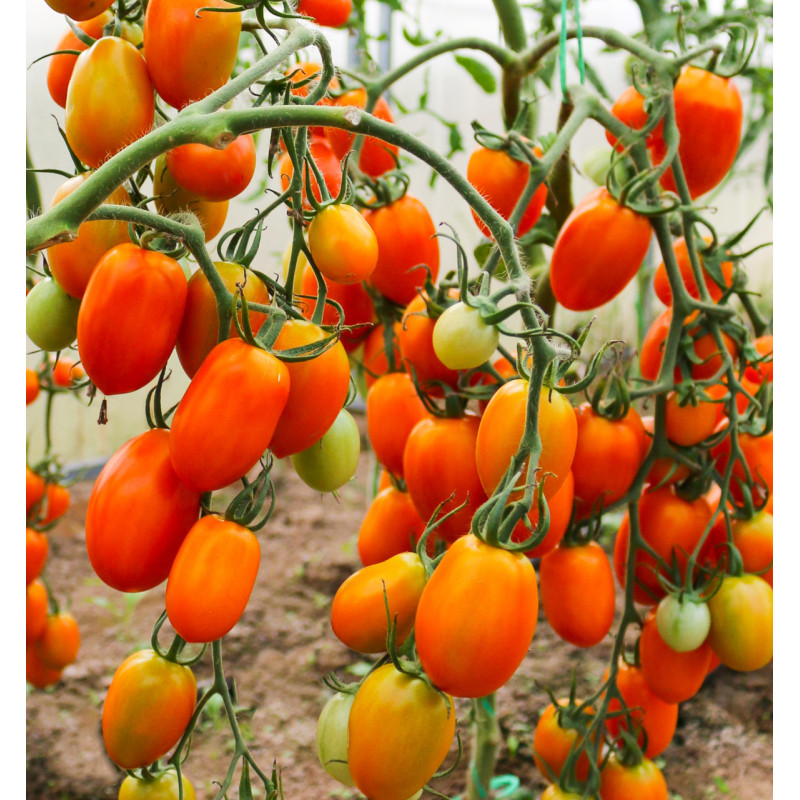 Tomato seeds Honey gift F1 10 seeds