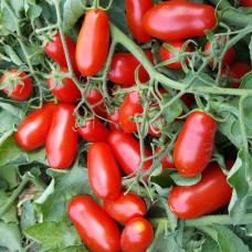 Tomato seeds Mini San Marzano 