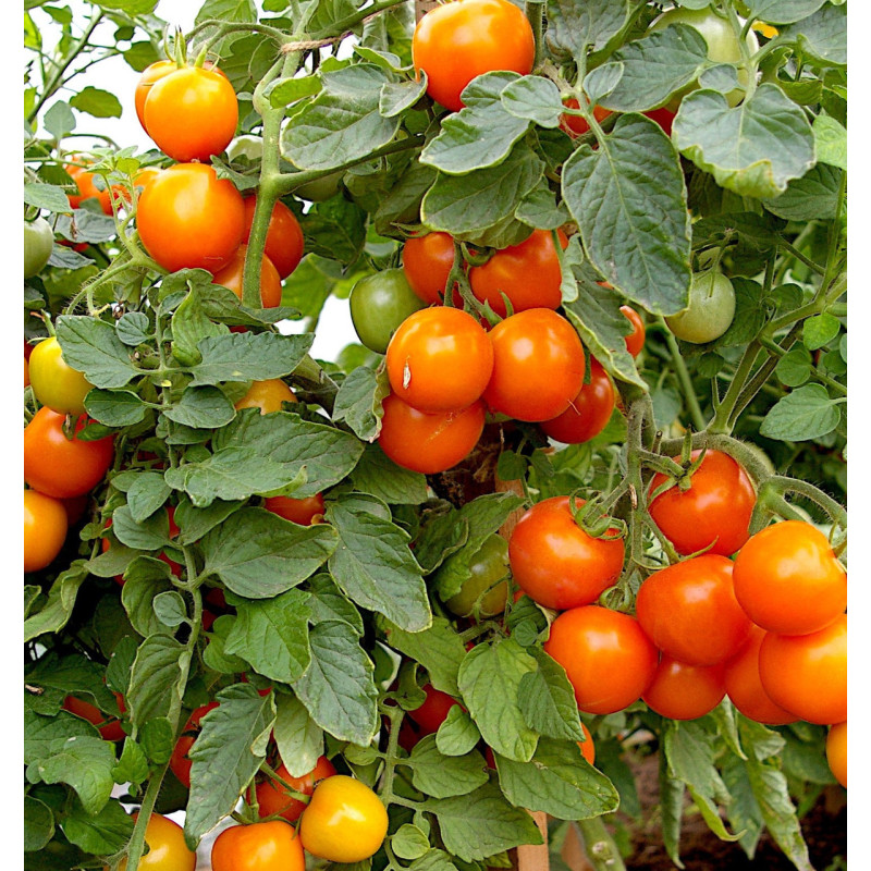 Tomato seeds Orange tiller F1 10 seeds