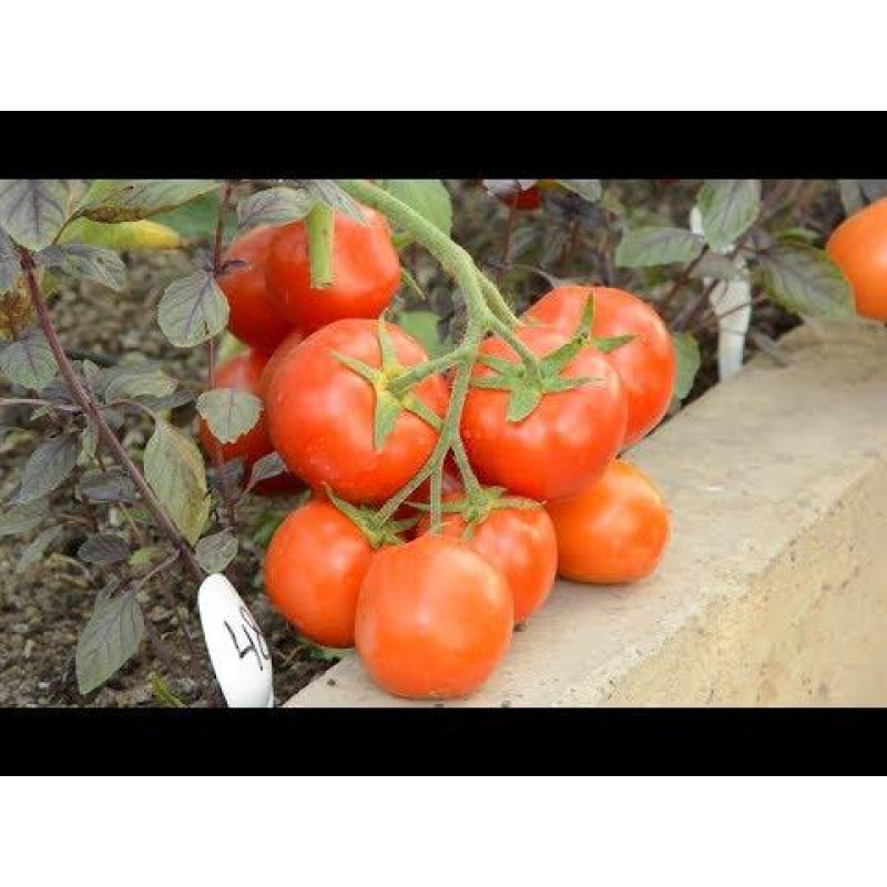 Tomato seeds Sanka 30 seeds