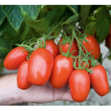 Cocktail tomato seeds Baskak 15 seeds