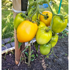 Cocktail tomato seeds Buyan (Fighter) yellow 15 seeds