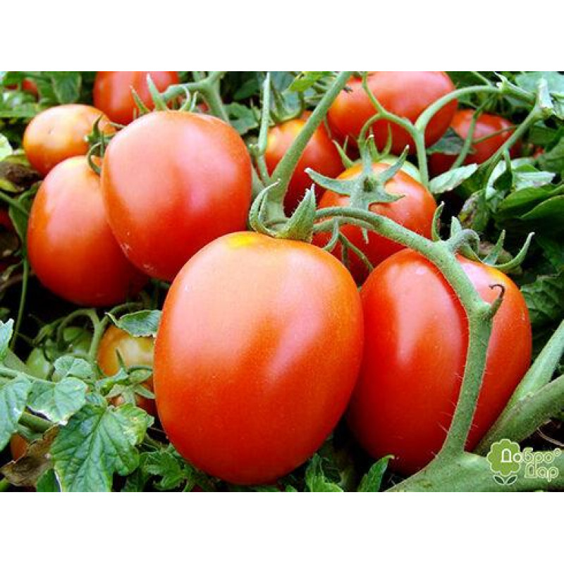 Cocktail tomato seeds Galera 30 seeds