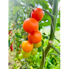 Cocktail tomato seeds Golden Joy F1 10 seeds