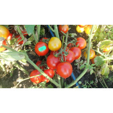 Cocktail tomato seeds Kobzar 30 seeds