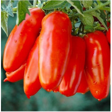 Cocktail tomato seeds Kibitz 30 seeds