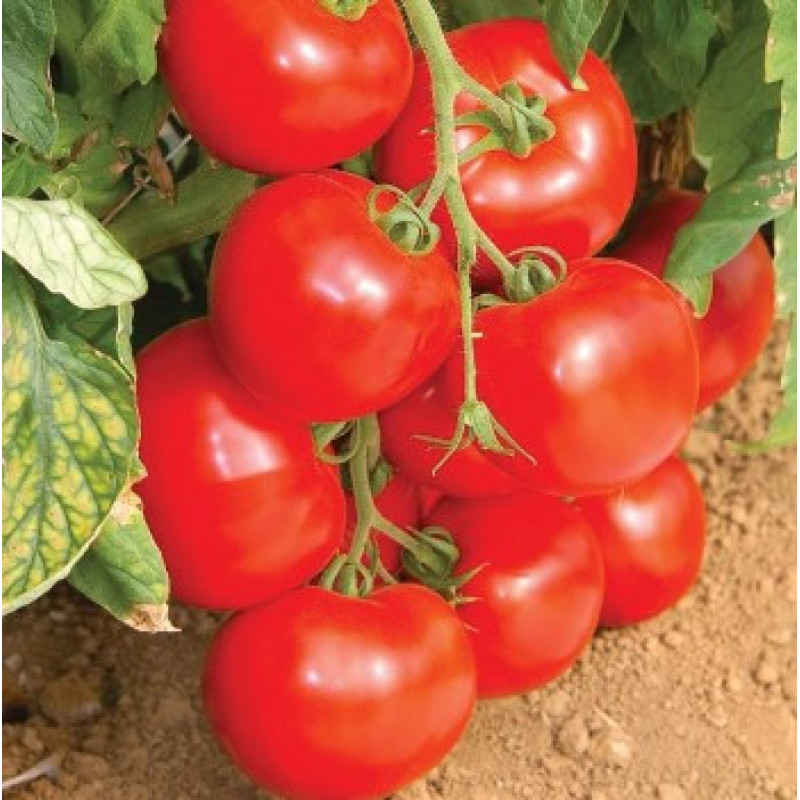 Cocktail tomato seeds Linda 30 seeds