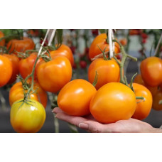 Cocktail tomato seeds Malta F1 5 seeds