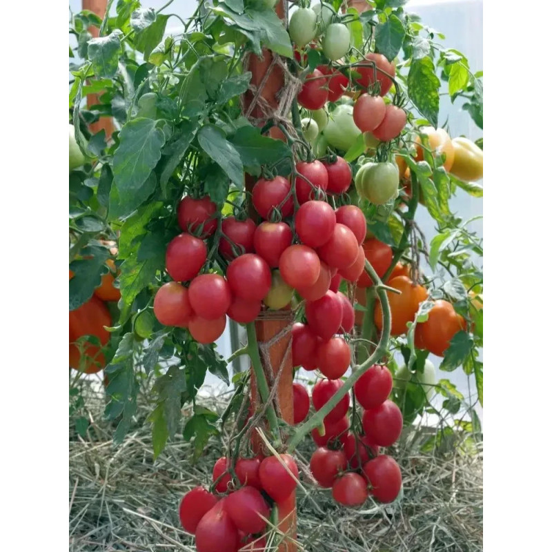 Cocktail tomato seeds Princess F1 10 seeds