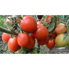 Rio Grande cocktail tomato seeds 30 seeds