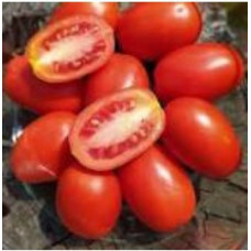 Cocktail tomato seeds Cream Frodo 30 seeds