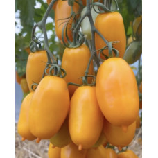 Cocktail tomato seeds Tomato seeds Siesta F1 5 seeds