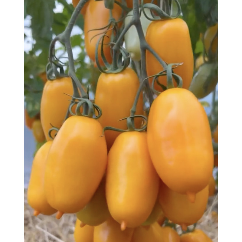 Cocktail tomato seeds Tomato seeds Siesta F1 5 seeds